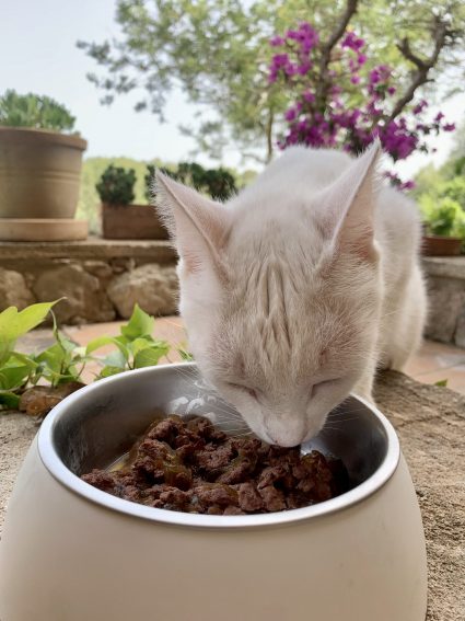 Die 13 besten Katzenfutter im Test inklusive Testsieger [jahr]