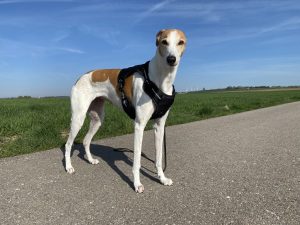Amazon Basics Anti-Zieh-Hundegeschirr am Hunde Diagonalansicht