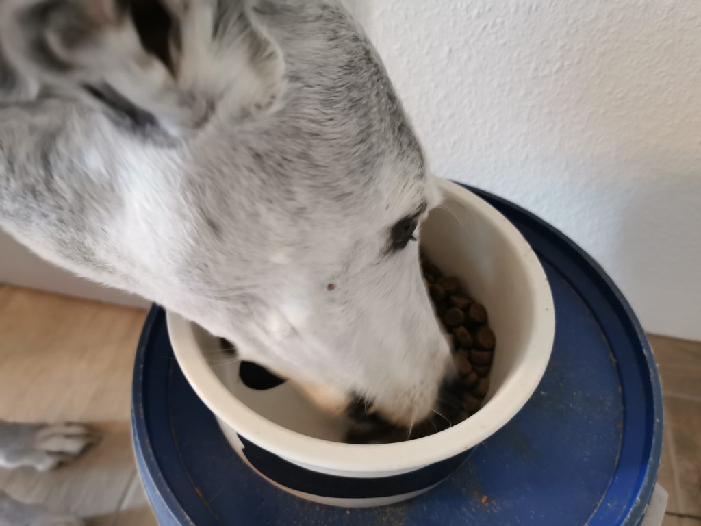 Irish Pure Adult Hundetrockenfutter Hund frisst