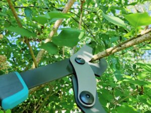 Gardena EnergyCut 750 B Astschere Schneidkopf im Einsatz