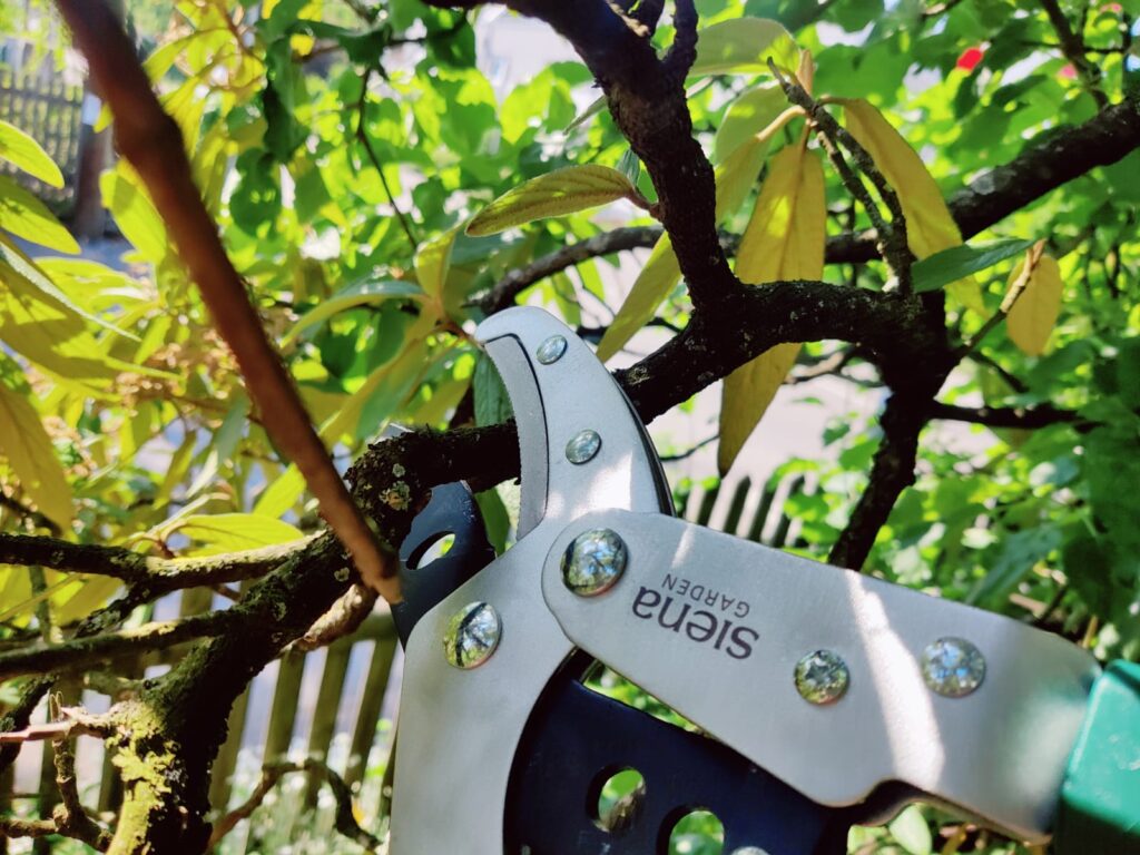 Siena Garden Pro Alu 358328 Astschere Schneidkopf im Einsatz