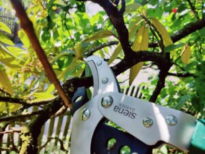 Siena Garden Pro Alu 358328 Astschere Schneidkopf im Einsatz