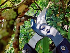FELCO 221-90 Astschere Schneidkopf im Test