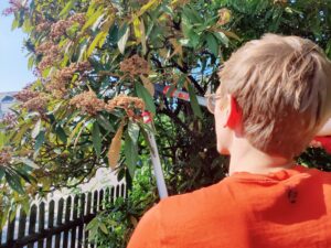 WOLF-Garten Power Cut RS 750 Astschere im Praxistest