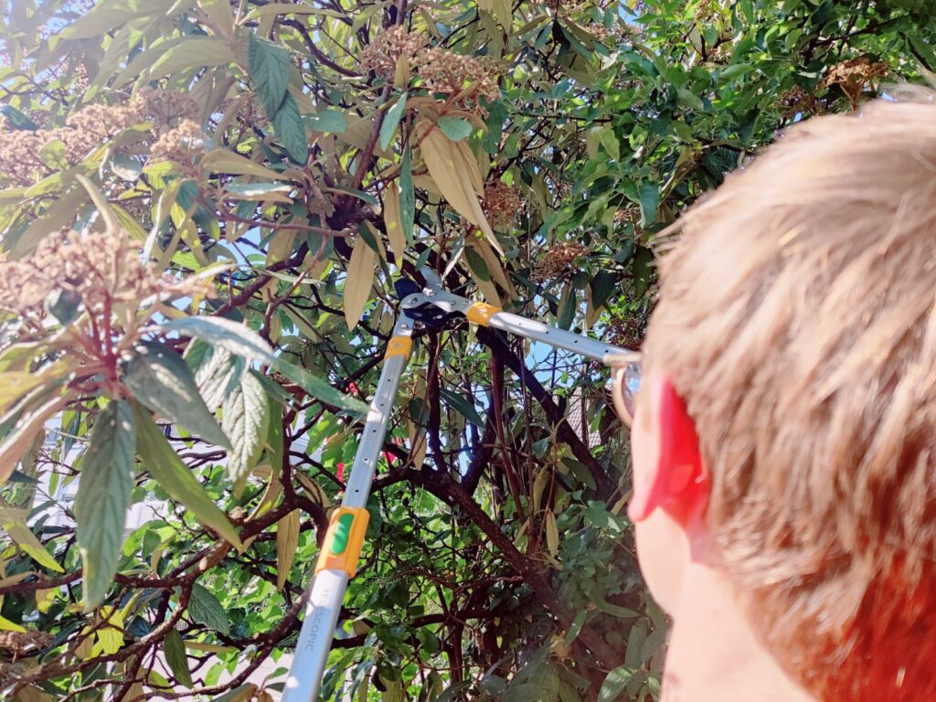 GRÜNTEK XT Astschere im Praxistest