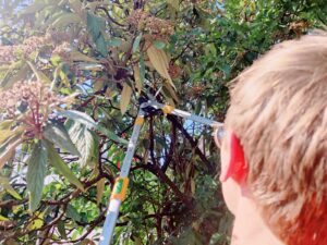 GRÜNTEK XT Astschere im Praxistest
