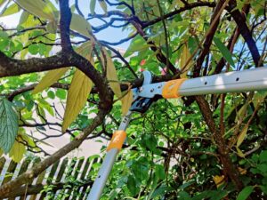 GRÜNTEK XT Astschere Frischholz-Test
