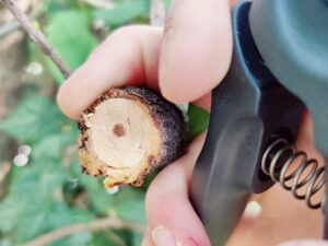 Gardena PremiumCut Flex 12242-20 Gartenschere Schnittergebnis frisches Holz