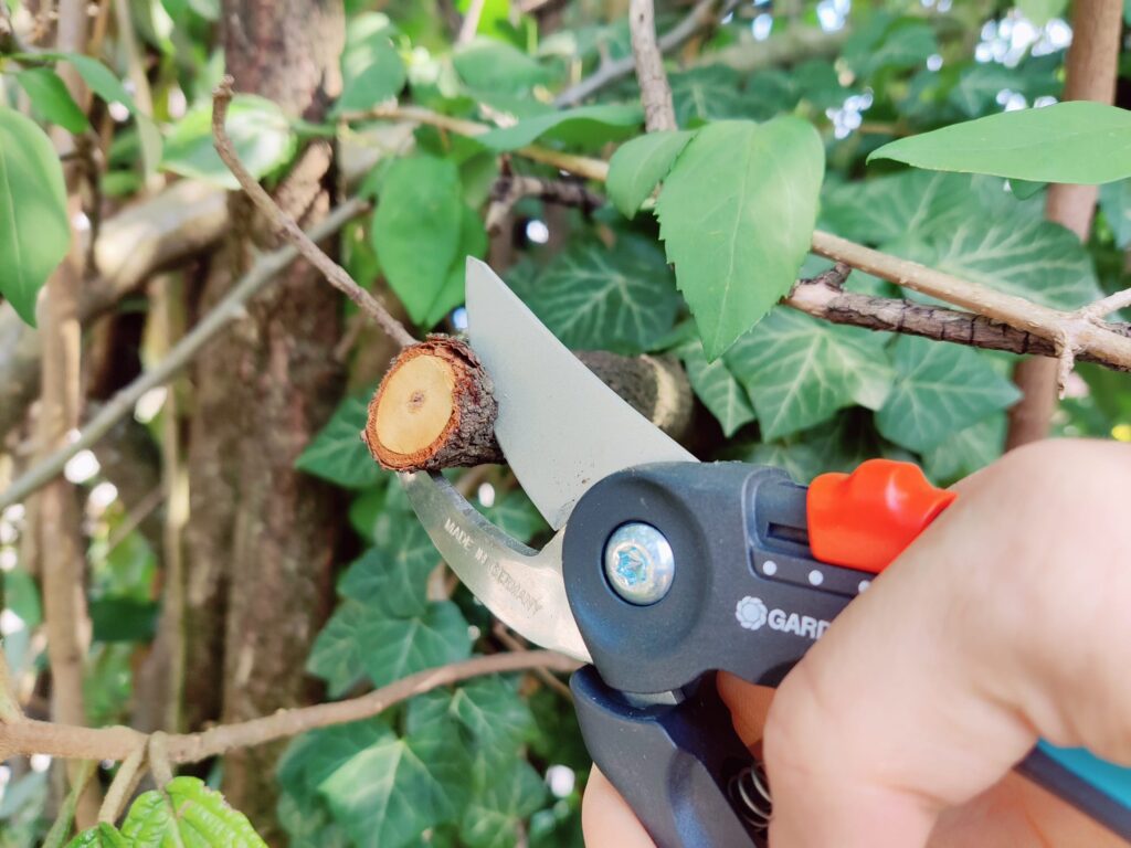 Gardena PremiumCut Flex 12242-20 Gartenschere Test bei frischem Holz