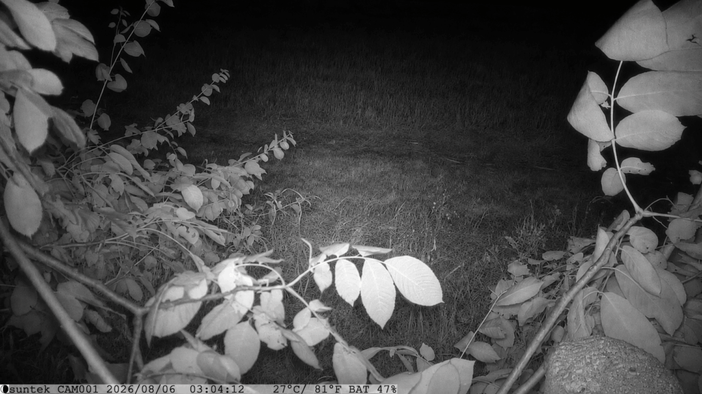 Wildkamera Mini 301 Probeaufnahme Nacht