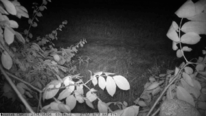 Wildkamera Mini 301 Probeaufnahme Nacht